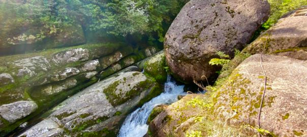 Yakushima – Insel tausendjähriger Bäume