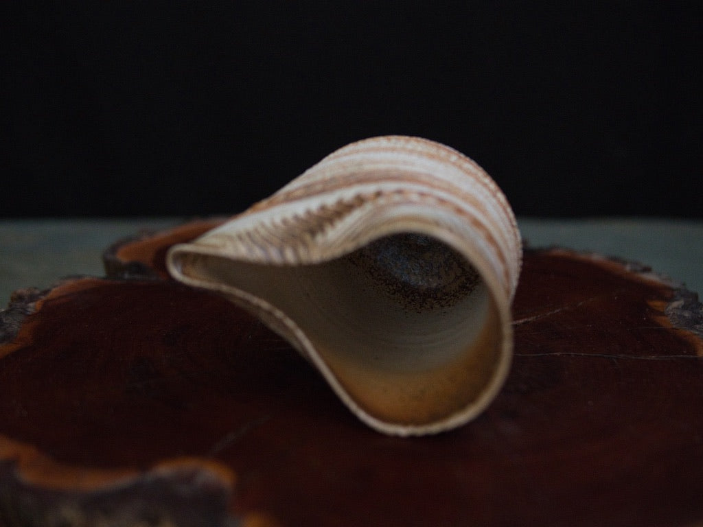 Ishida Kazuya Chahai 150 ml