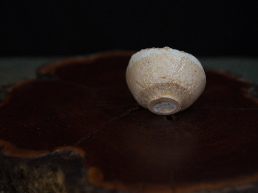 Ishida Kazuya Guinomi 40 ml