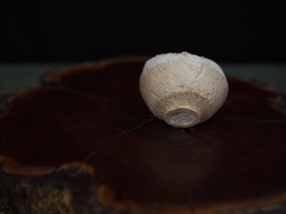 Ishida Kazuya Guinomi 40 ml