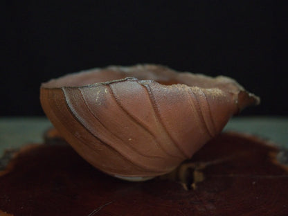 Ishida Kazuya Chahai 250 ml